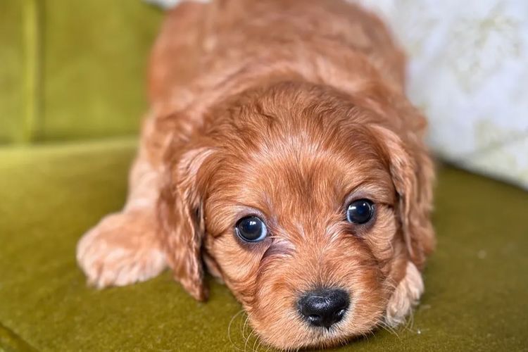 Misty Range Farm Cavoodles