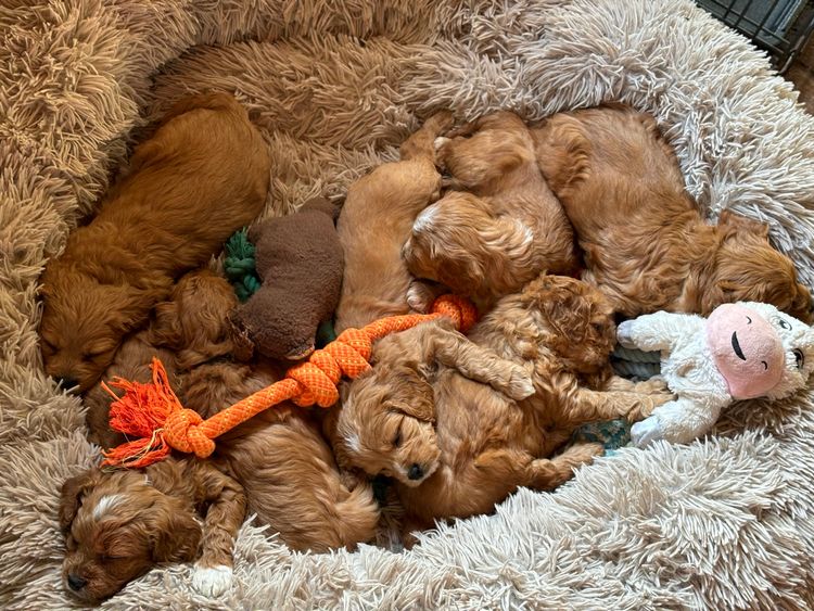 Misty Range Farm Cavoodles