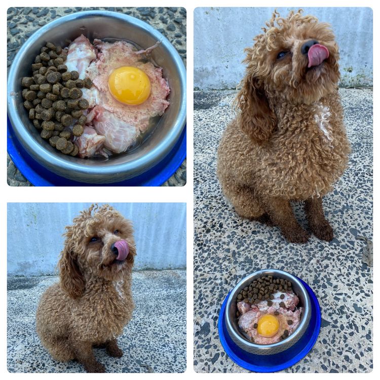 Misty Range Farm Cavoodles