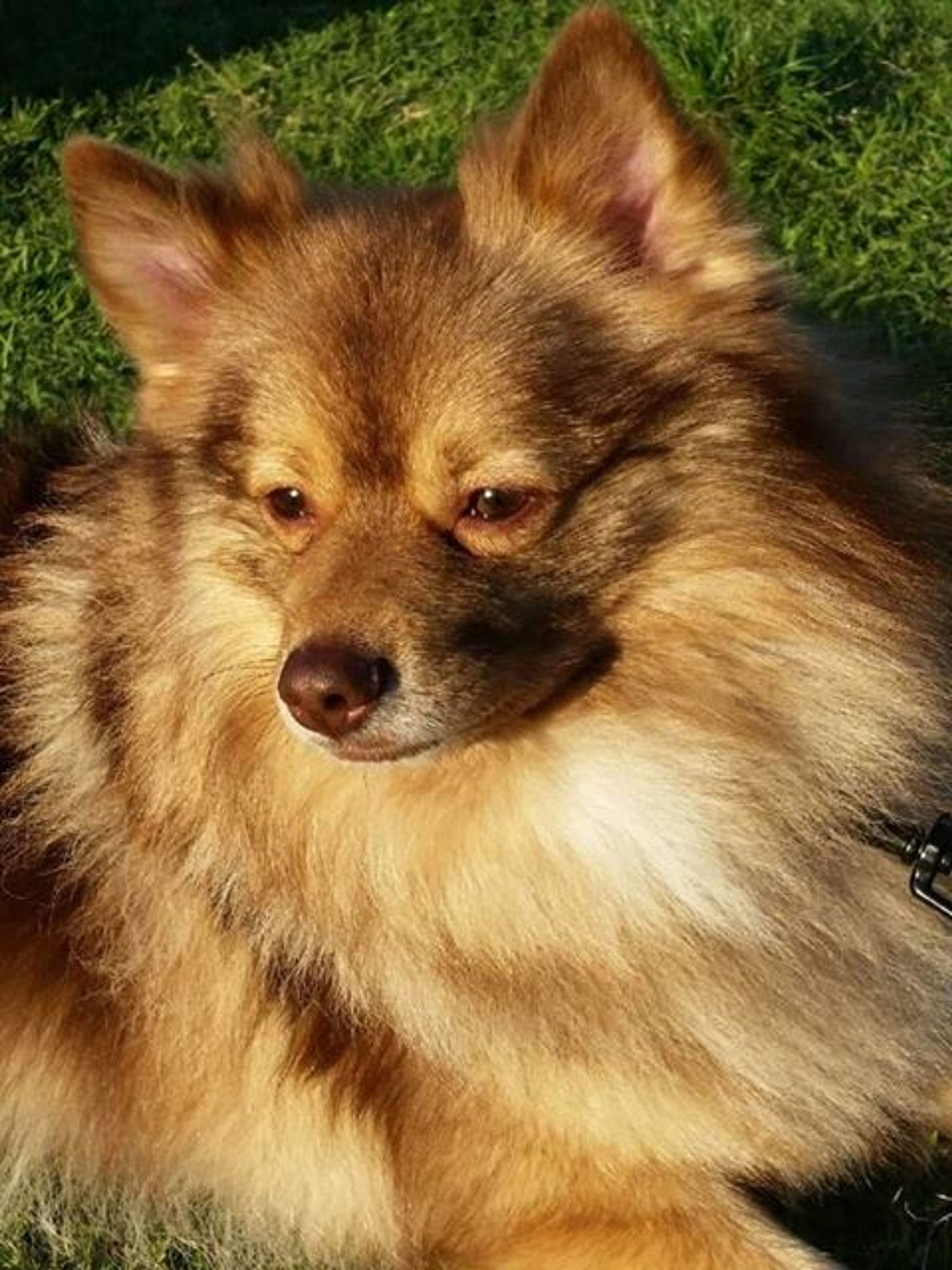 standard german spitz