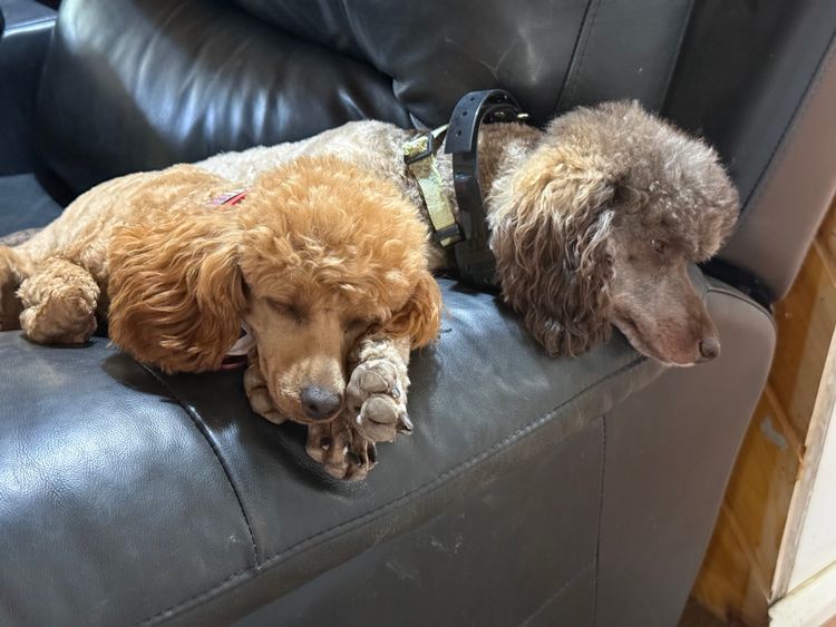 Marmasius Miniature Poodles
