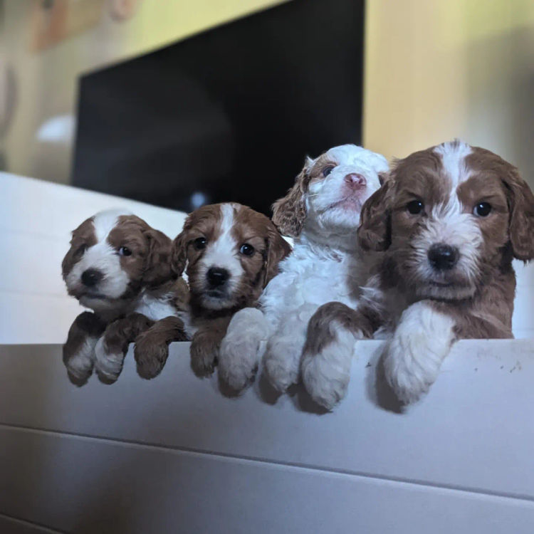 Wallaby Way Cobberdogs