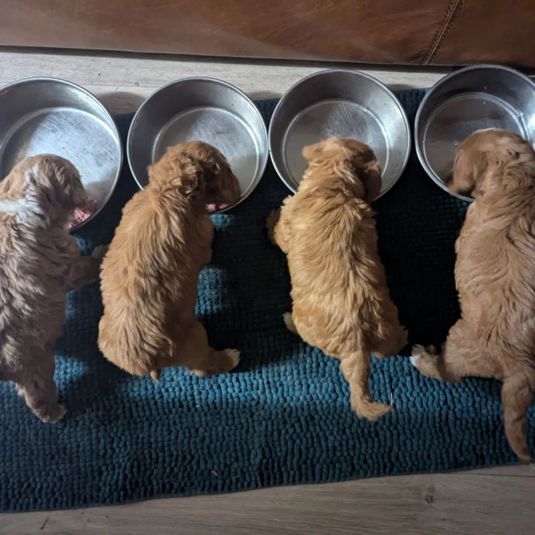 Wallaby Way Cobberdogs