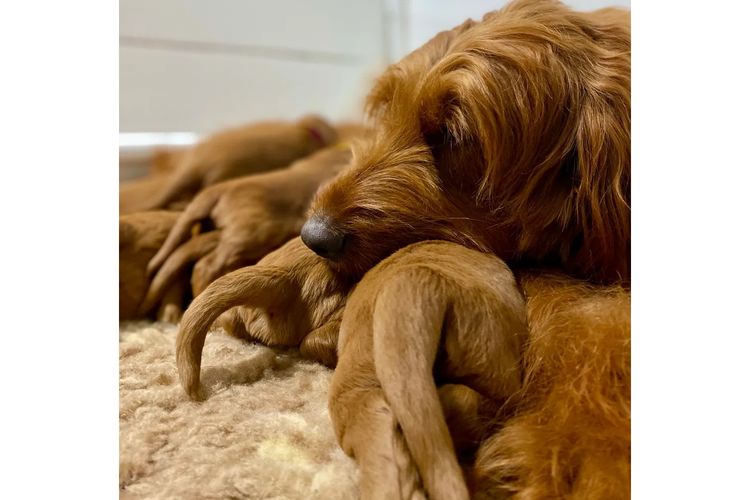 Oakwood Channel Australian Cobberdogs