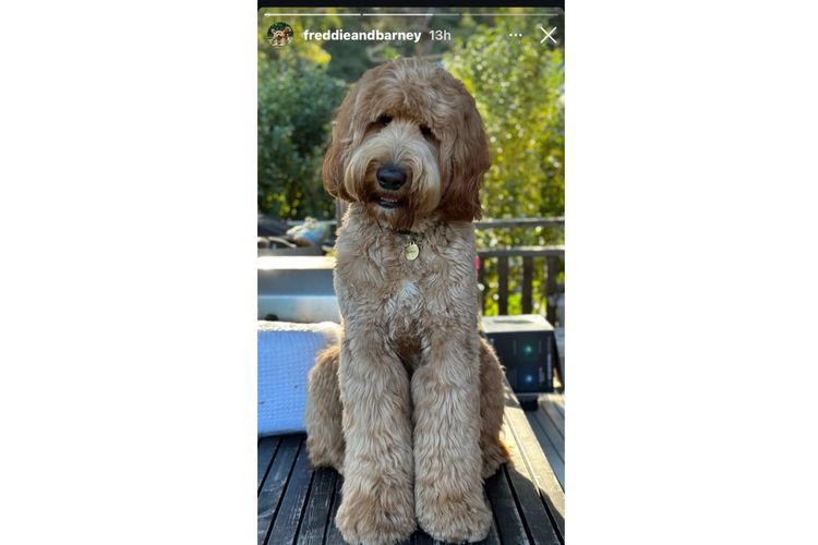 Oakwood Channel Australian Cobberdogs