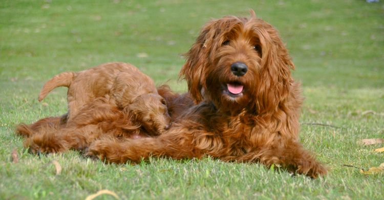 Oakwood Channel Australian Cobberdogs