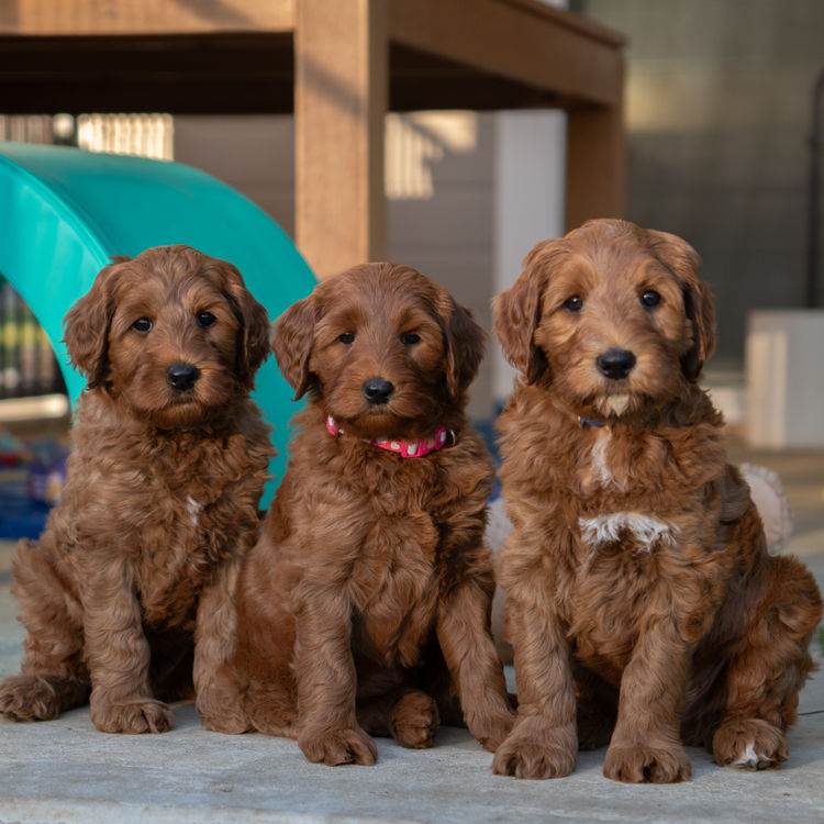 Oakwood Channel Australian Cobberdogs