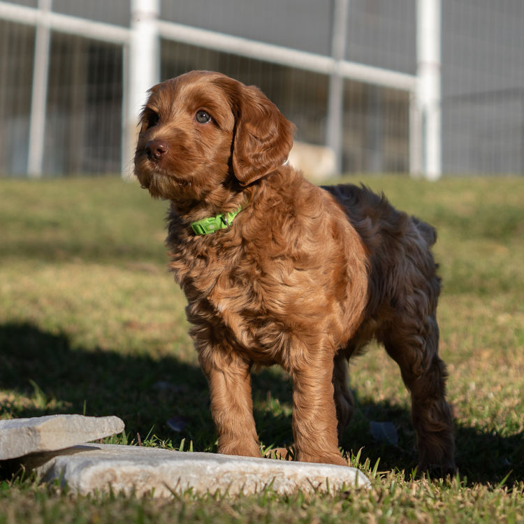 Oakwood Channel Australian Cobberdogs
