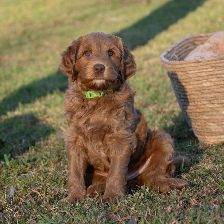 Oakwood Channel Australian Cobberdogs