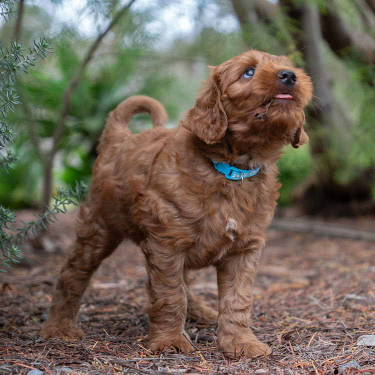 Oakwood Channel Australian Cobberdogs