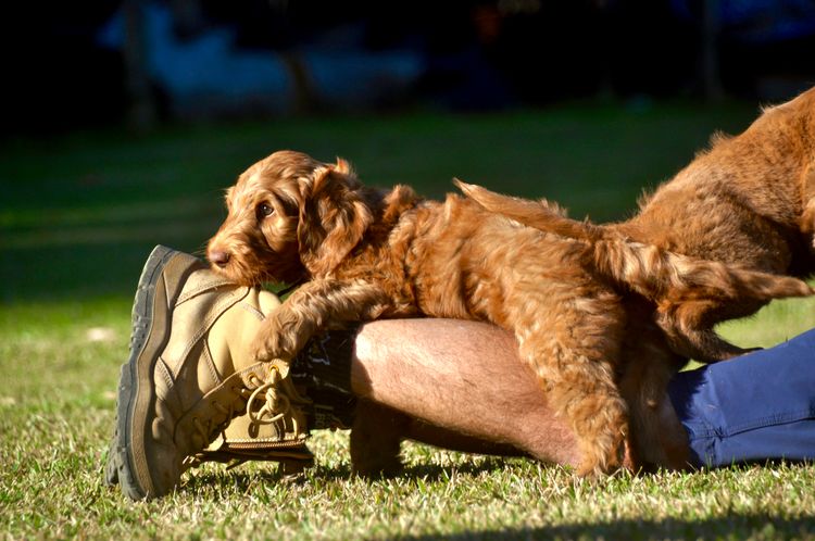 Oakwood Channel Australian Cobberdogs