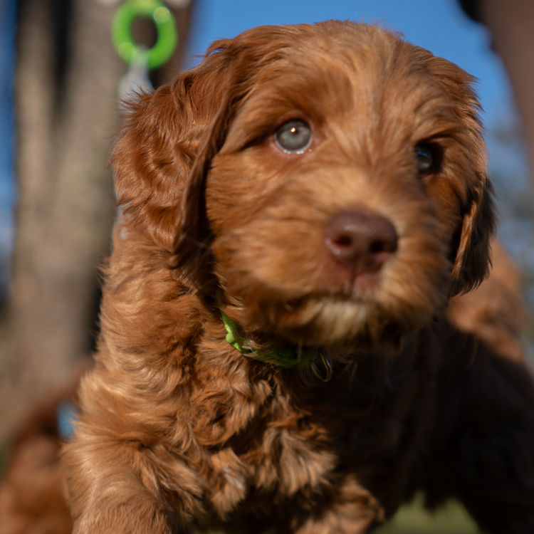 Oakwood Channel Australian Cobberdogs