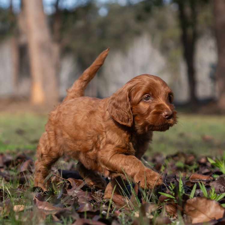 Oakwood Channel Australian Cobberdogs