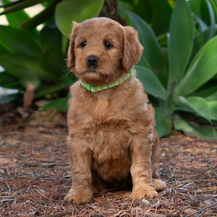 Oakwood Channel Australian Cobberdogs