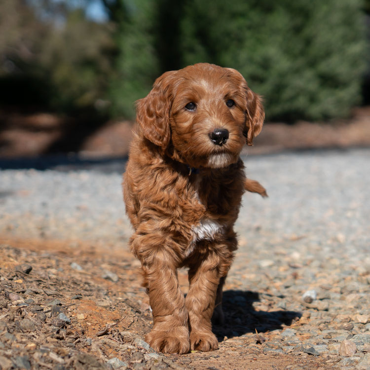Oakwood Channel Australian Cobberdogs