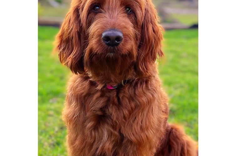 Oakwood Channel Australian Cobberdogs