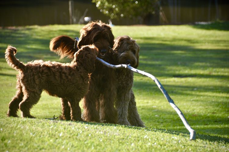 Oakwood Channel Australian Cobberdogs