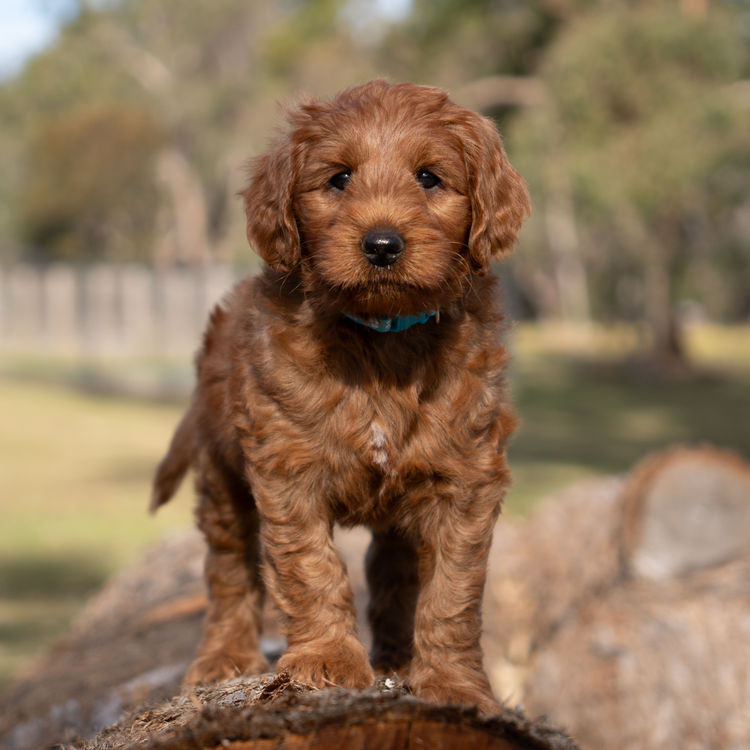 Oakwood Channel Australian Cobberdogs