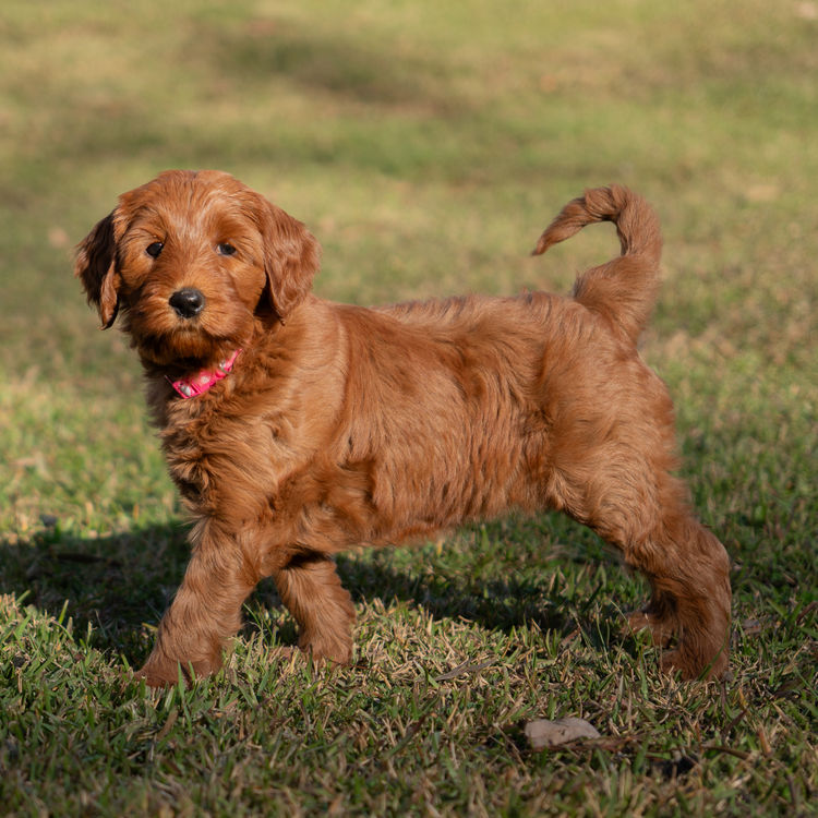 Oakwood Channel Australian Cobberdogs
