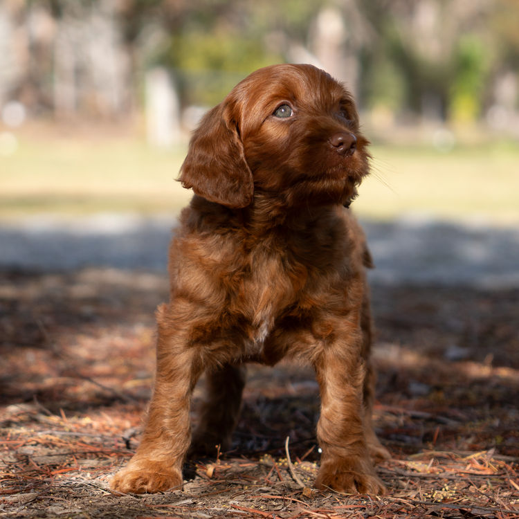Oakwood Channel Australian Cobberdogs