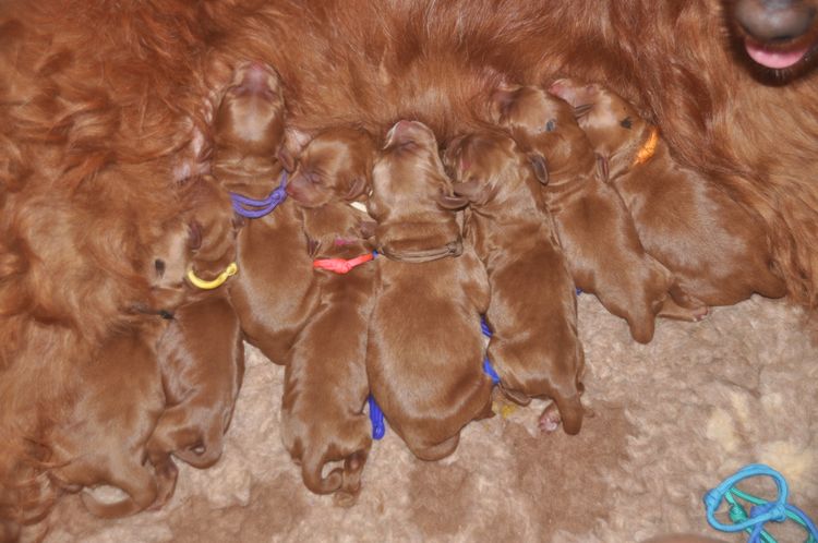 Oakwood Channel Australian Cobberdogs