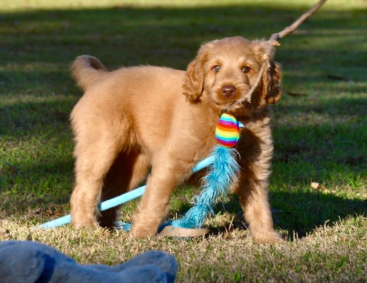 Oakwood Channel Australian Cobberdogs