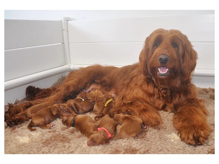 Oakwood Channel Australian Cobberdogs