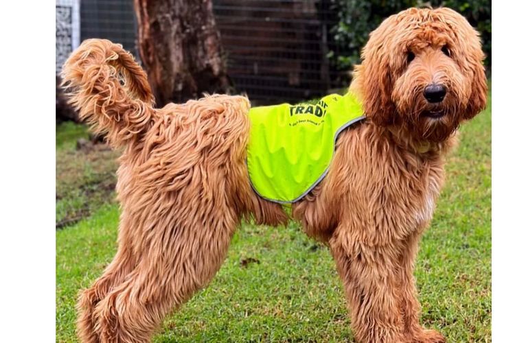 Oakwood Channel Australian Cobberdogs