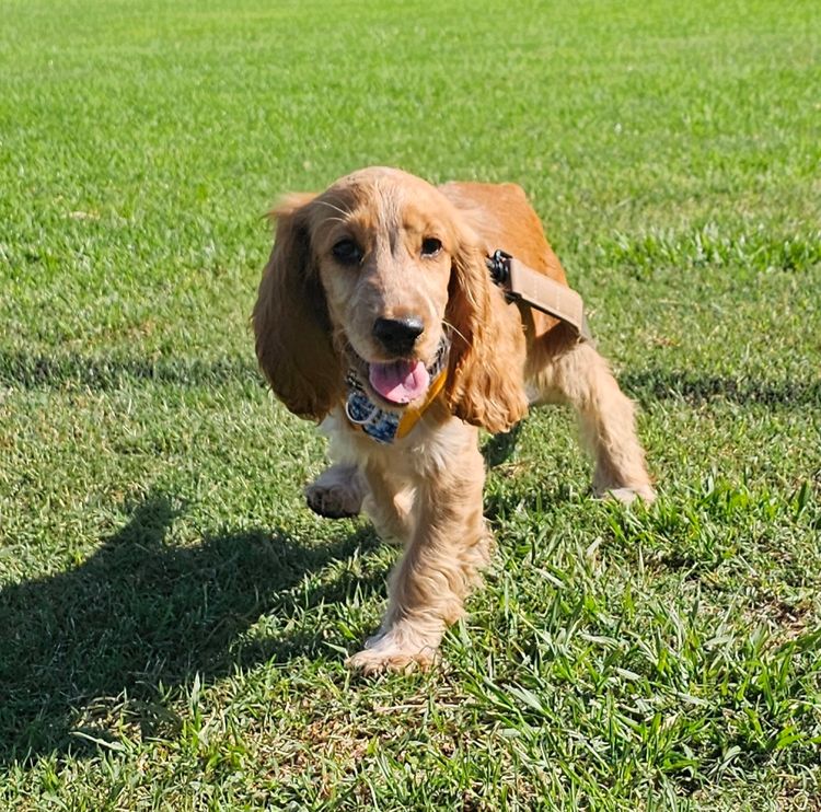Pooleys Cocker Spaniels