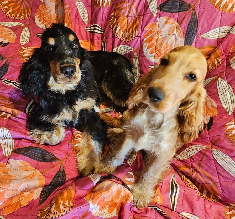 Pooleys Cocker Spaniels