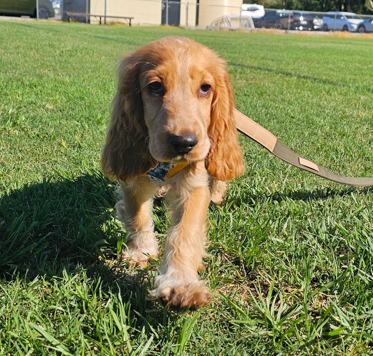 Pooleys Cocker Spaniels