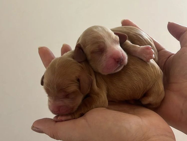 Pooleys Cocker Spaniels