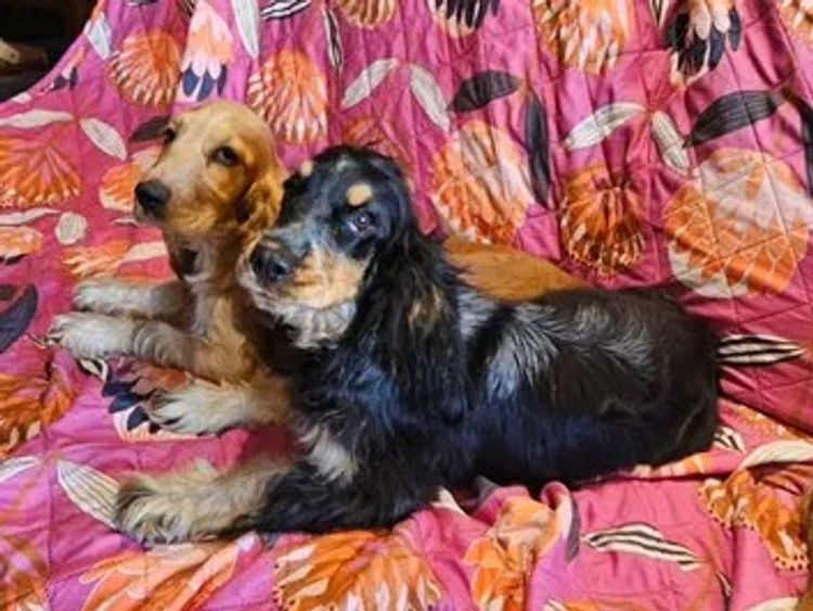 Pooleys Cocker Spaniels