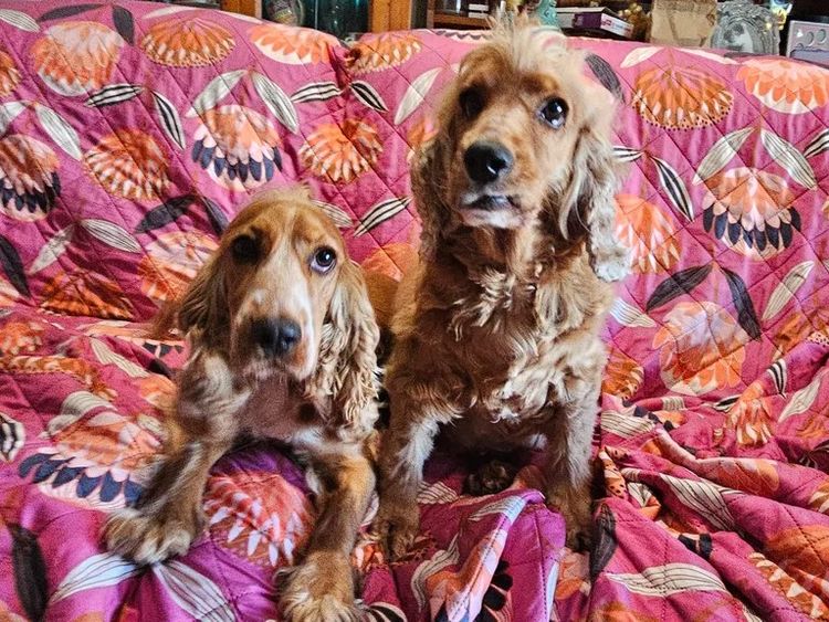 Pooleys Cocker Spaniels