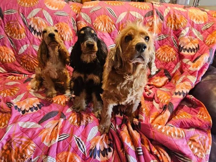 Pooleys Cocker Spaniels