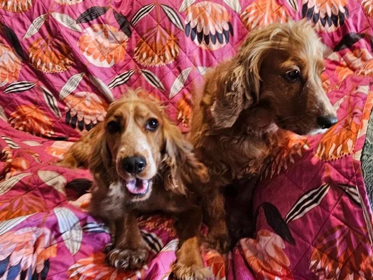 Pooleys Cocker Spaniels