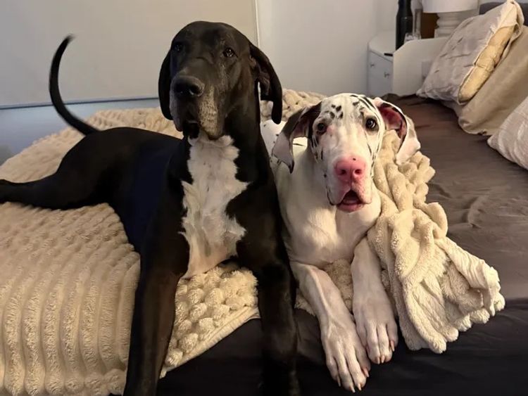 Danedrop Great Danes