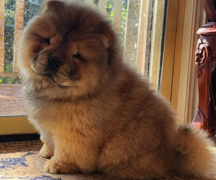 MOONACRE CHOW CHOWS