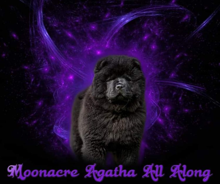 MOONACRE CHOW CHOWS