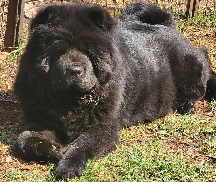 MOONACRE CHOW CHOWS