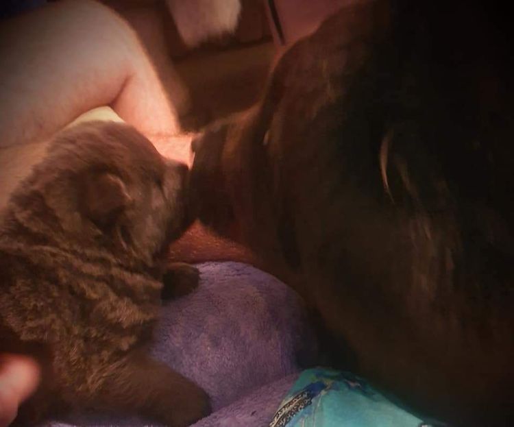 MOONACRE CHOW CHOWS