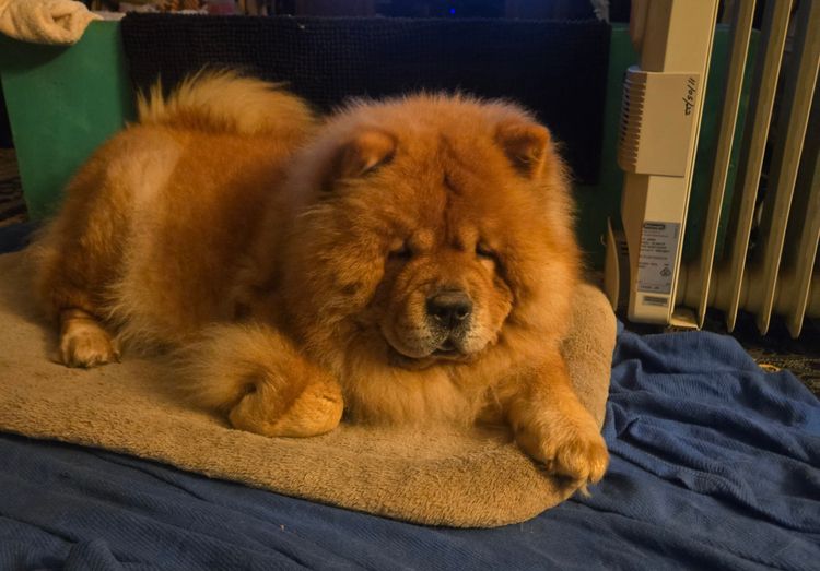 MOONACRE CHOW CHOWS