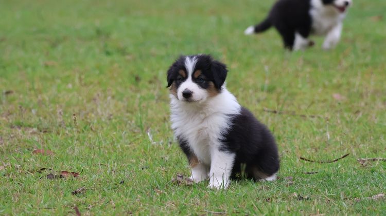 Bushland Bliss Border Collies