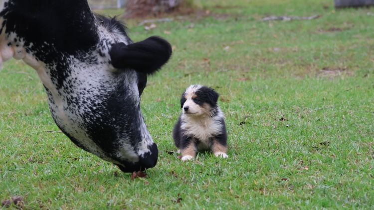 Bushland Bliss Border Collies