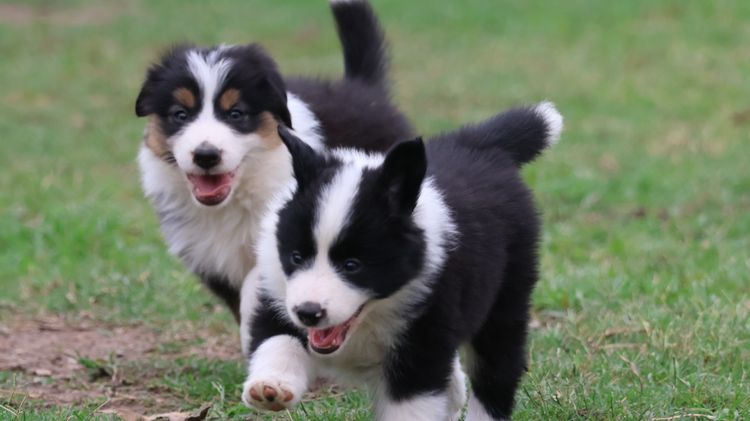 Bushland Bliss Border Collies
