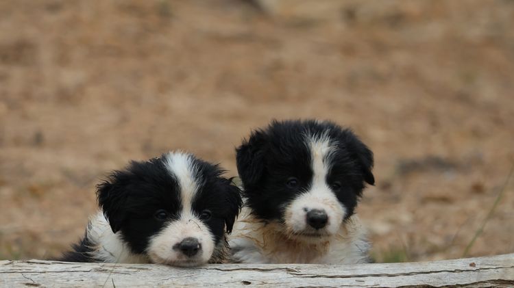 Bushland Bliss Border Collies