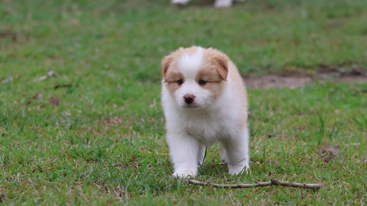 Bushland Bliss Border Collies