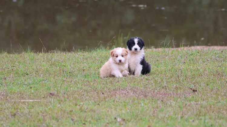Bushland Bliss Border Collies