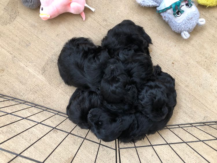 Boutique Pomeranians and Oodles - Moodle (Maltipoo)