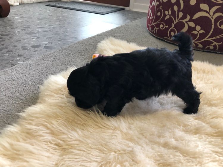 Boutique Pomeranians and Oodles - Moodle (Maltipoo)